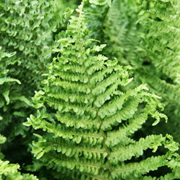 Hardy Fern Dryopteris filix-mas 'Crispa Cristata'